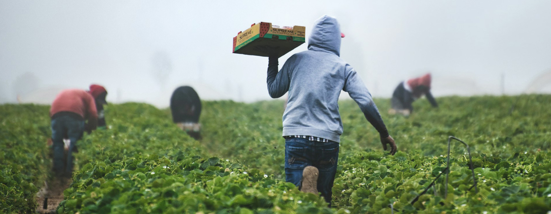 Migrantes